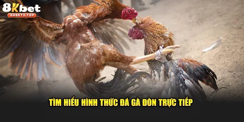 Đá Gà 8KBET - Hệ Thống Chọi Kê Uy Tín, Chất Lượng - BETFIELD88