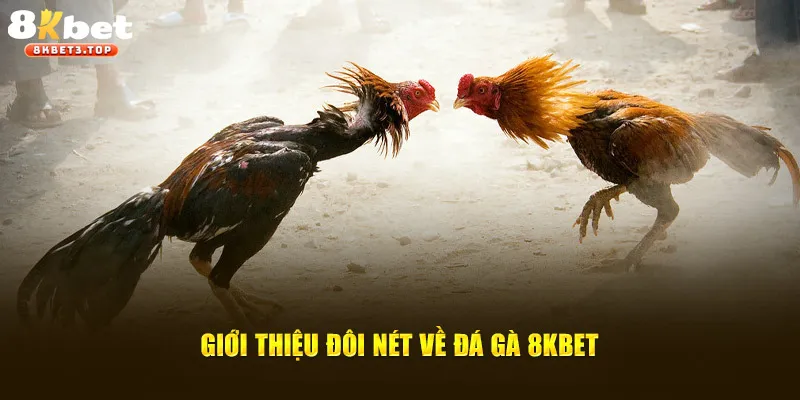 Đá Gà 8KBET - Hệ Thống Chọi Kê Uy Tín, Chất Lượng - BETFIELD88