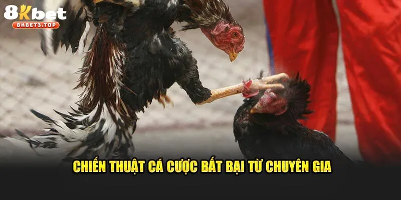 Đá Gà 8KBET - Hệ Thống Chọi Kê Uy Tín, Chất Lượng - BETFIELD88